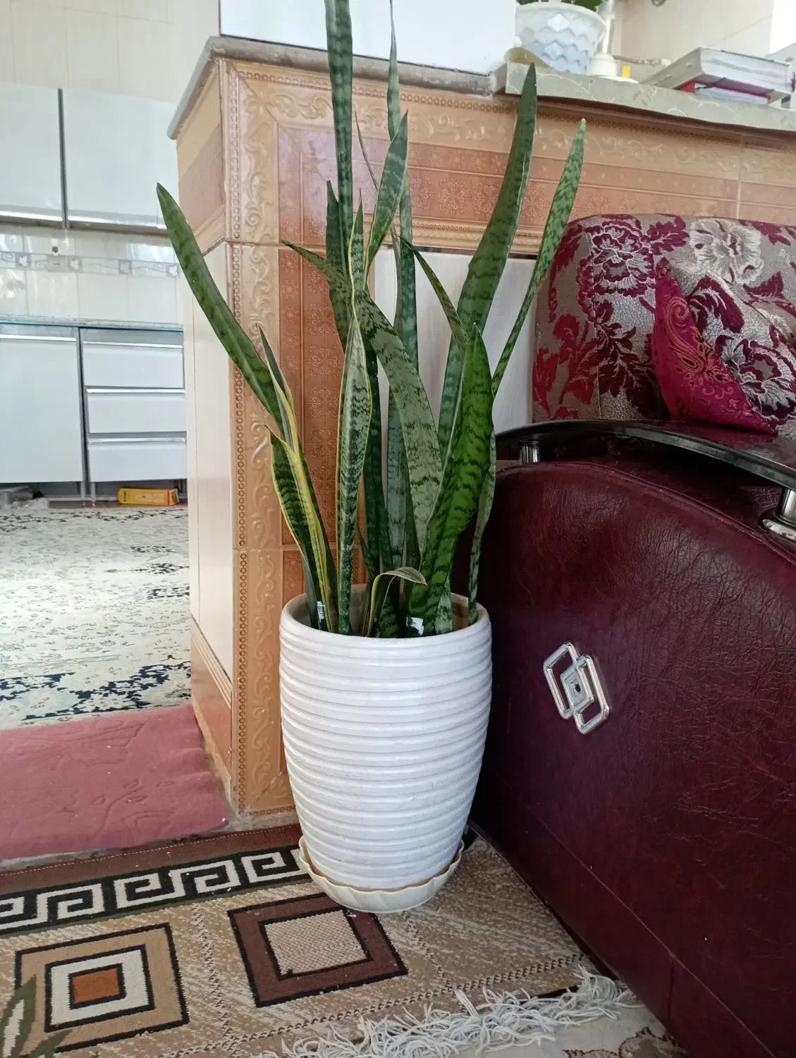 گل سانسوریا دو رنگ|گل و گیاه طبیعی|بهمن صغاد, |دیوار