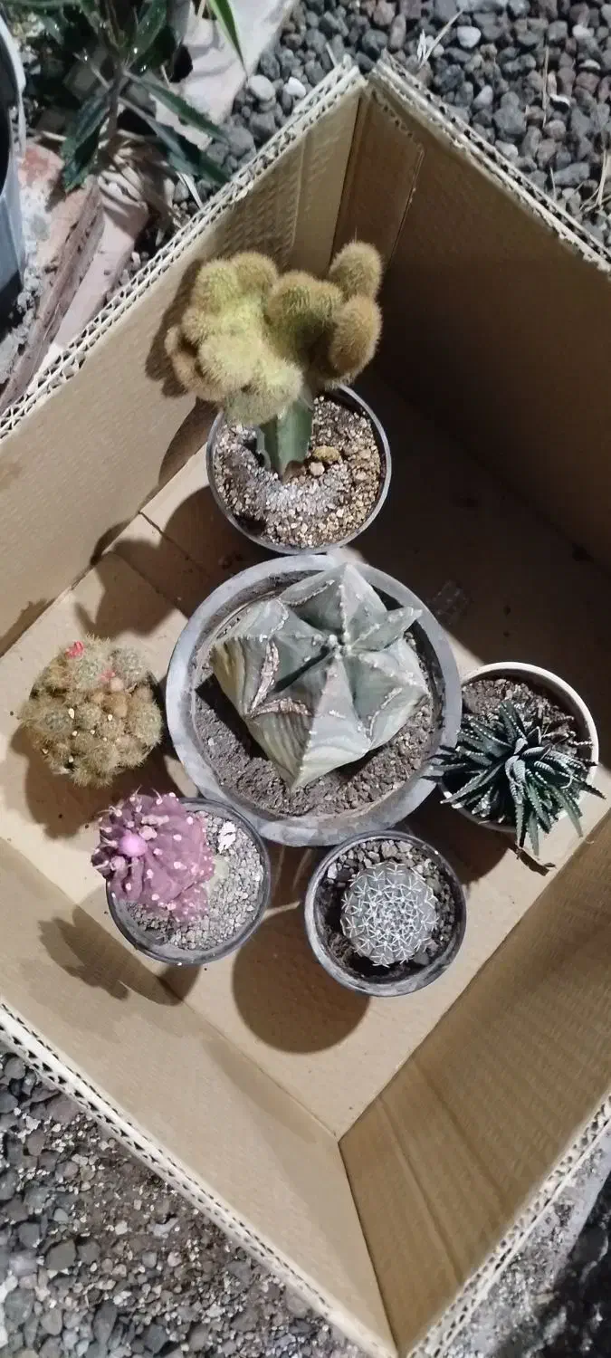 پک کاکتوس های کلکسیونی|گل و گیاه طبیعی|خسروشاه, |دیوار