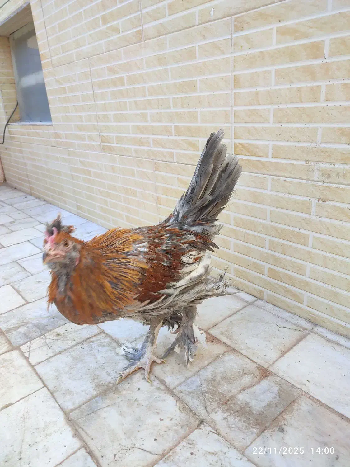 خروس جوان نه ماهه|حیوانات مزرعه|میبد, |دیوار