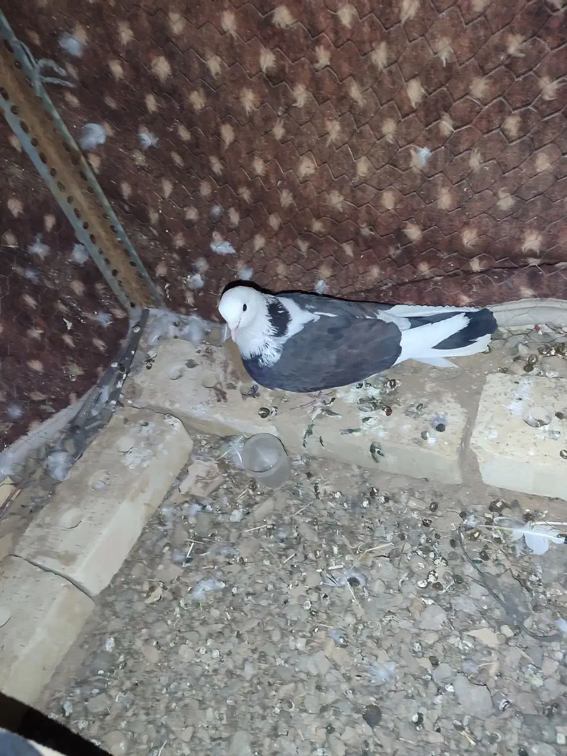 کبوتر خوش رنگ سرحال|پرنده|ماهنشان, |دیوار