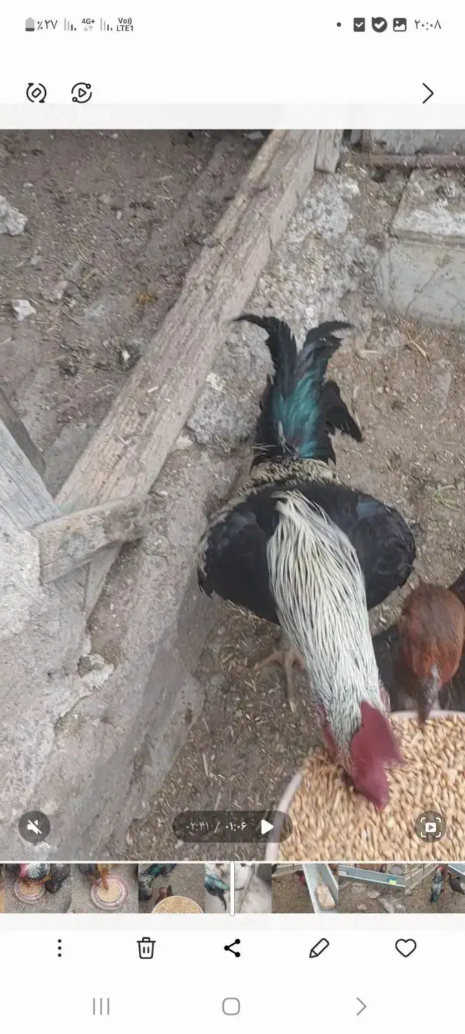 مرغ و خروس|حیوانات مزرعه|اردبیل, |دیوار