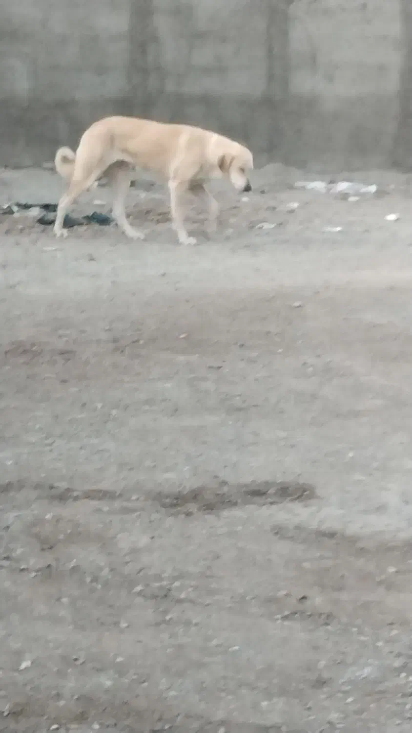 واگزاری سگ رایگان|سگ|ری, فیروزآبادی|دیوار