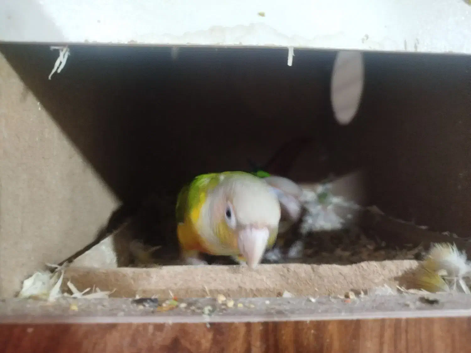 طوطی مولدگیرینچیک و عروس پاریس|پرنده|اهواز, منبع اب|دیوار