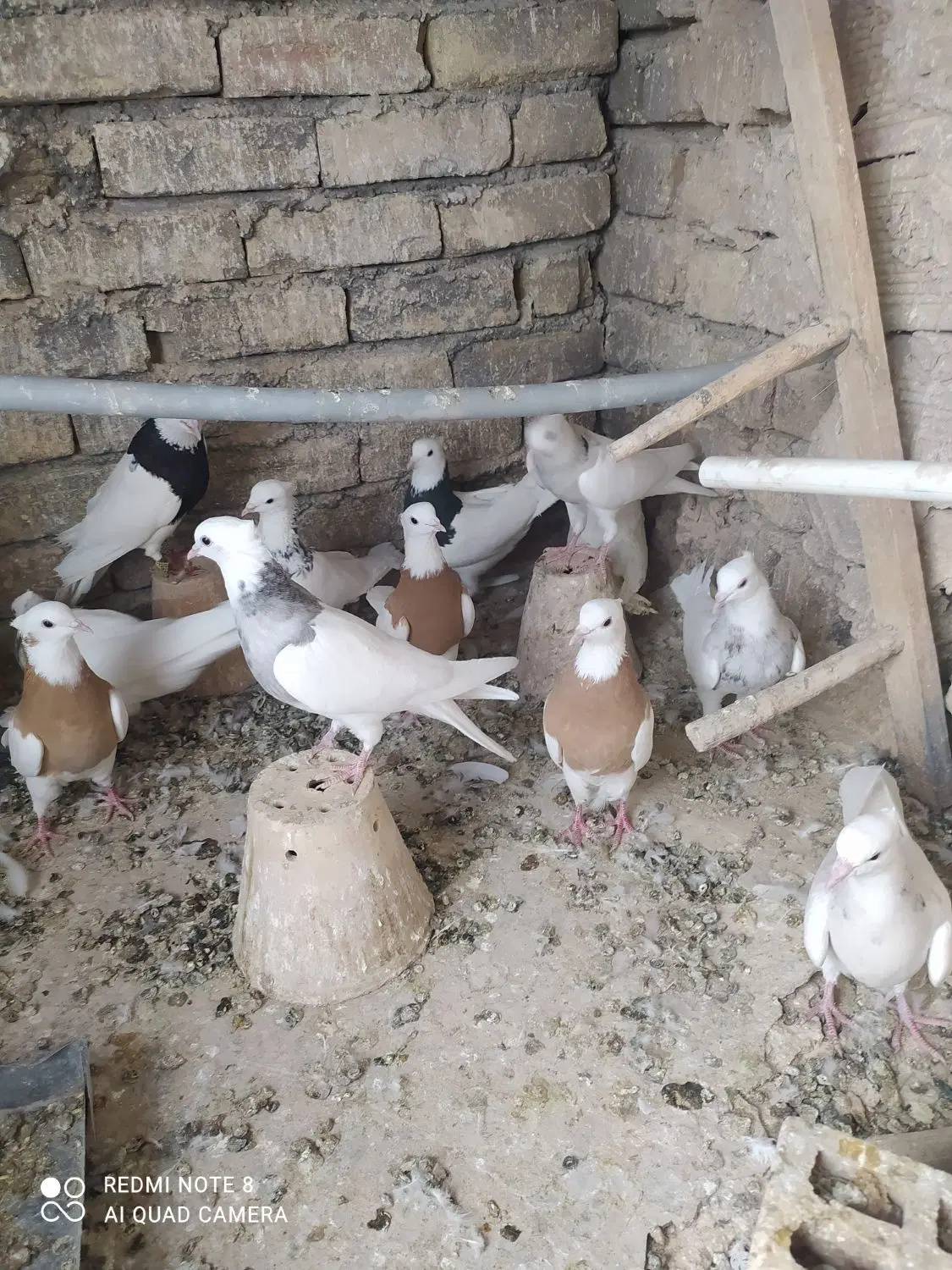 طوقی|پرنده|اصفهان, ناصرخسرو|دیوار