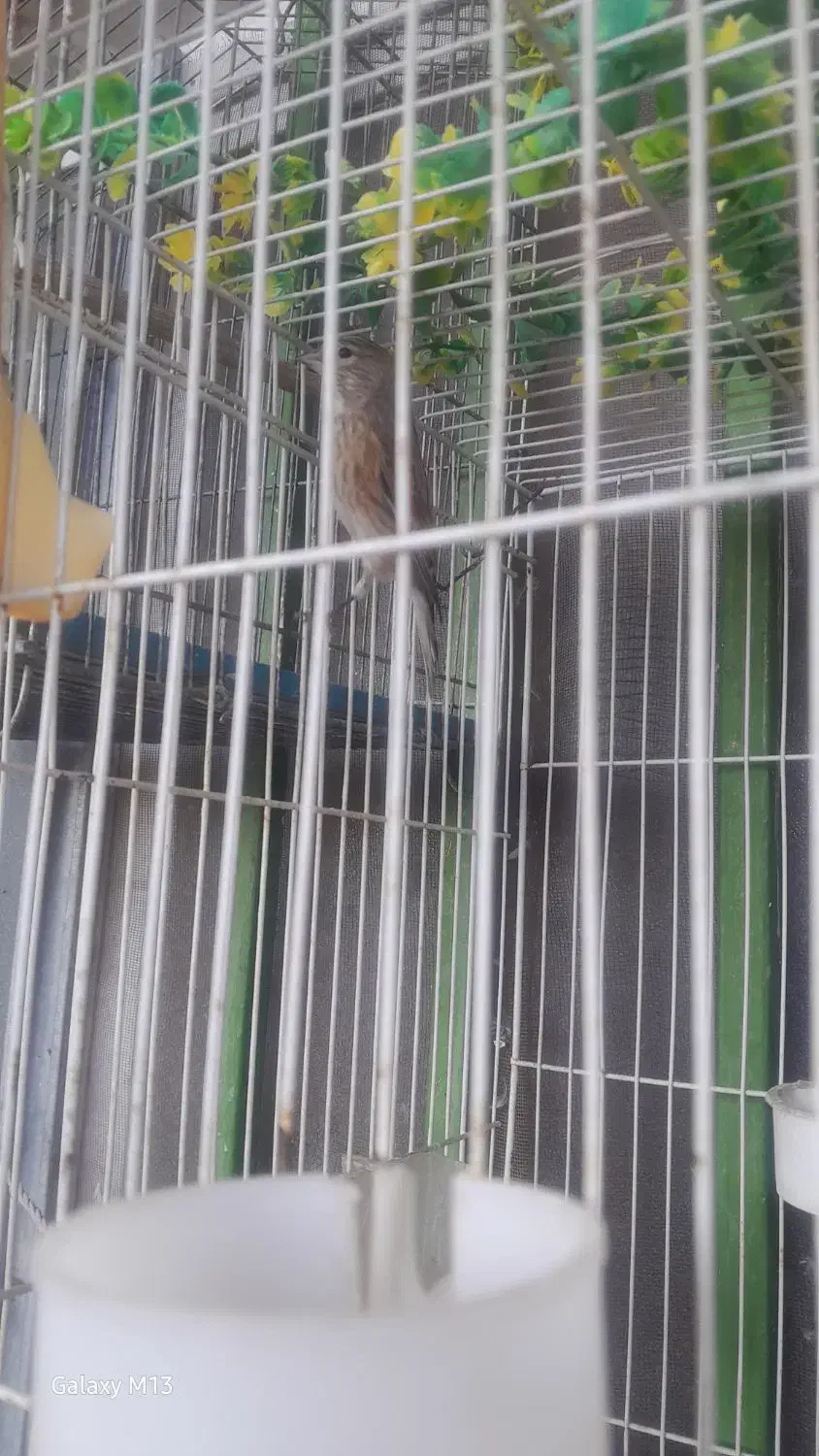 سهره سینه سرخ مست بخون مثل طقراه میخ‌ونه ا|پرنده|کرمان, |دیوار