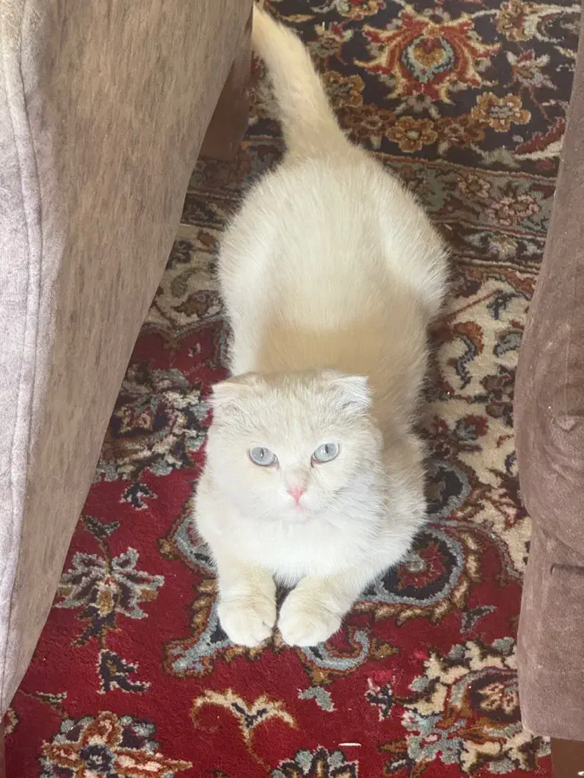 گربه اسکاتیش|گربه|کرمان, |دیوار