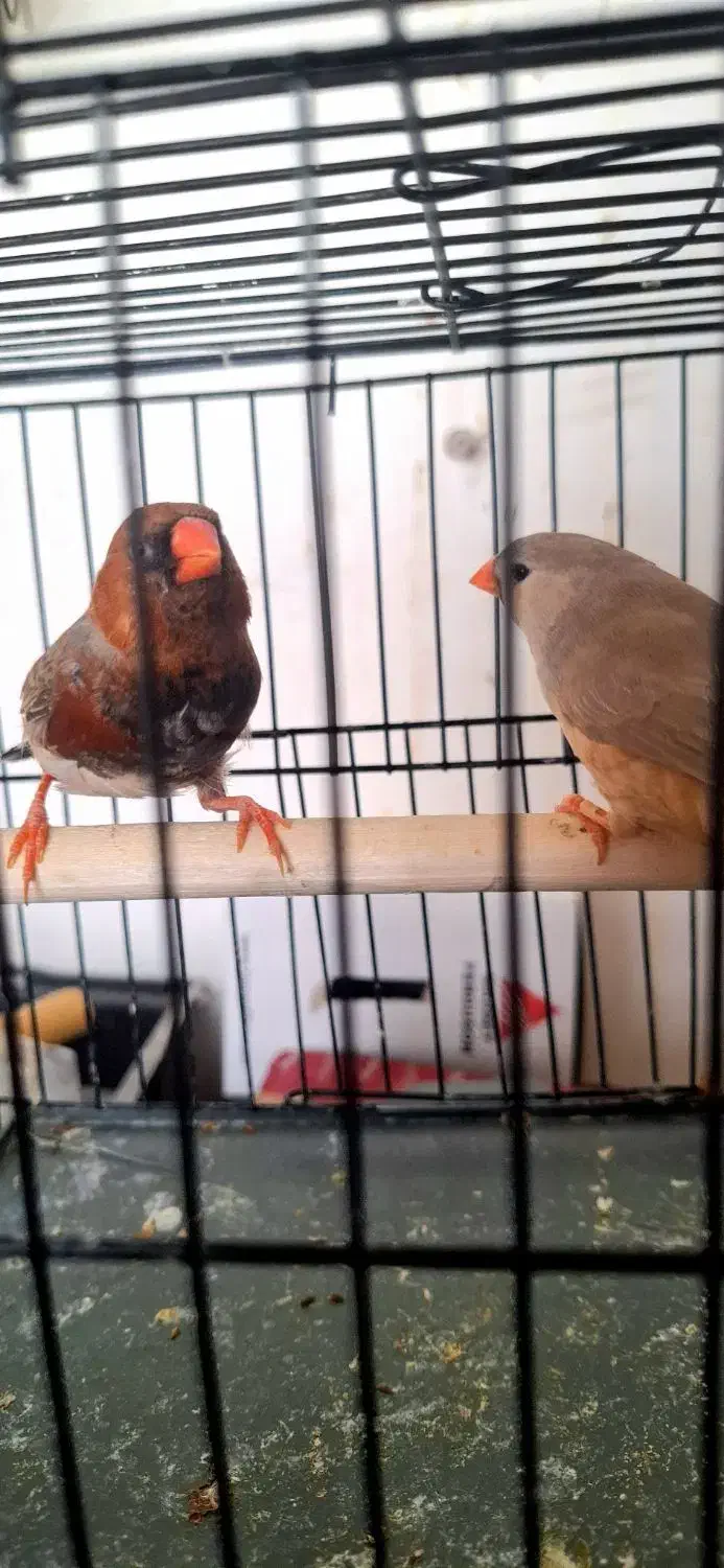 فنچ اورنج برست مولد|پرنده|تهران, سید خندان (جلفا)|دیوار