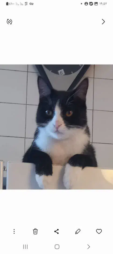 واگذاری رایگان|گربه|مشهد, استاد یوسفی (شهرک غرب)|دیوار