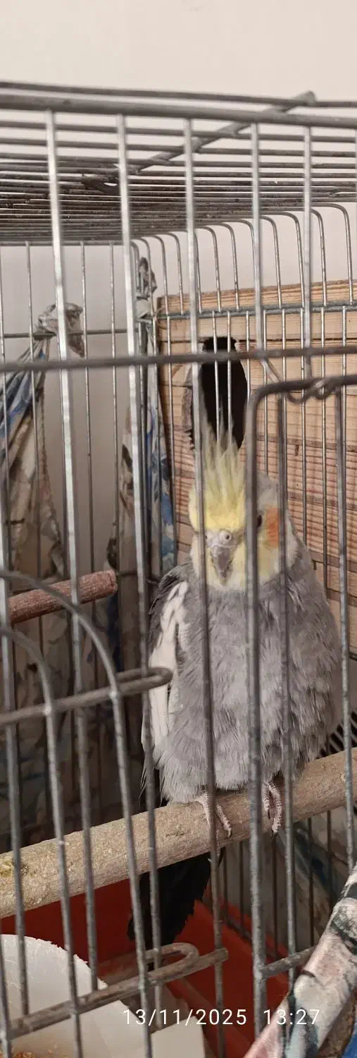 عروس هلندی نر|پرنده|هشتگرد, شهرک ریحانه|دیوار