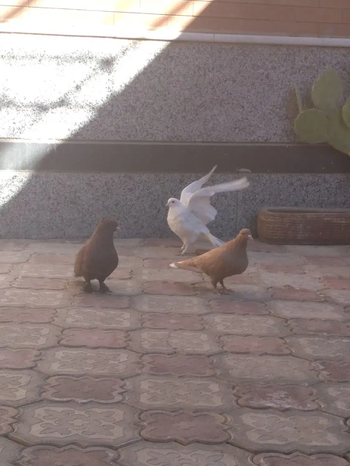 گلی و زرد دم سفید|پرنده|کرمان, |دیوار