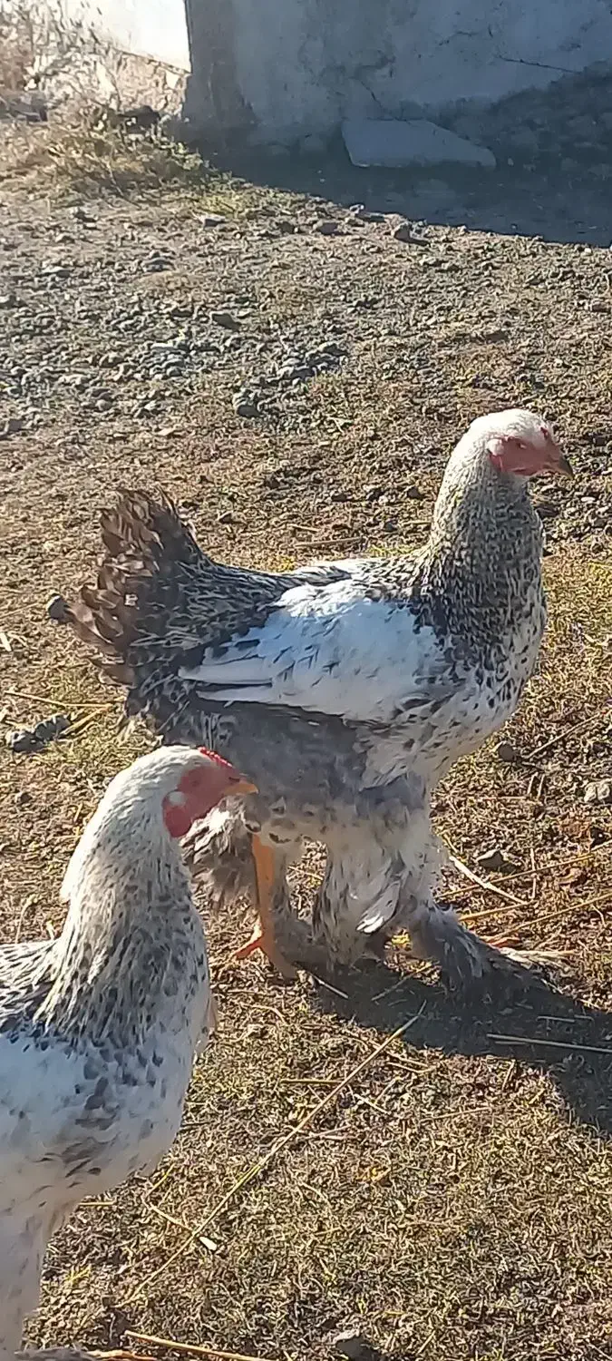 خروس محلی پاپر|حیوانات مزرعه|ویلکیج, |دیوار