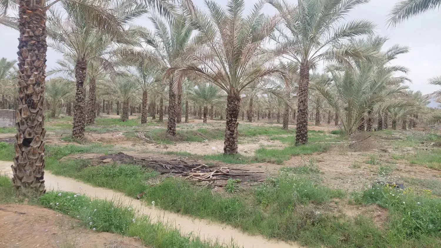 نخل باریشه|گل و گیاه طبیعی|سعدآباد, |دیوار