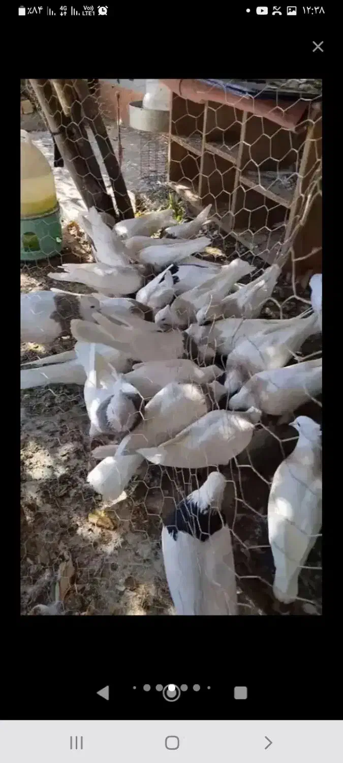 کبوتر|پرنده|دهدشت, |دیوار