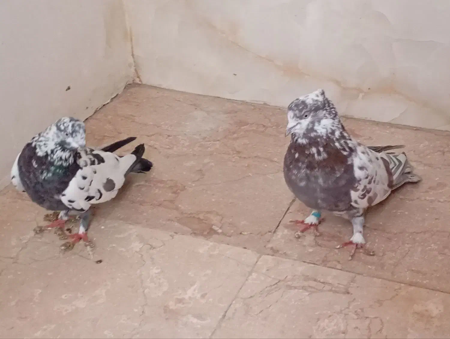 کبوتر|پرنده|پاکدشت, پاکدشت (مامازند)|دیوار