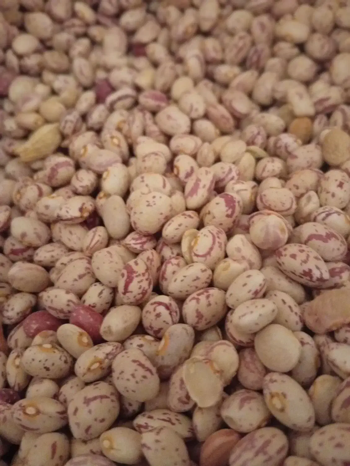 لوبیاچیتی اقلید|خوردنی و آشامیدنی|شیراز, دشت چنار|دیوار