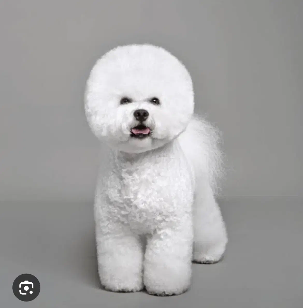 سگ نژاد بیشون فرایز وارداتی از روسیه|سگ|تهران, پونک|دیوار