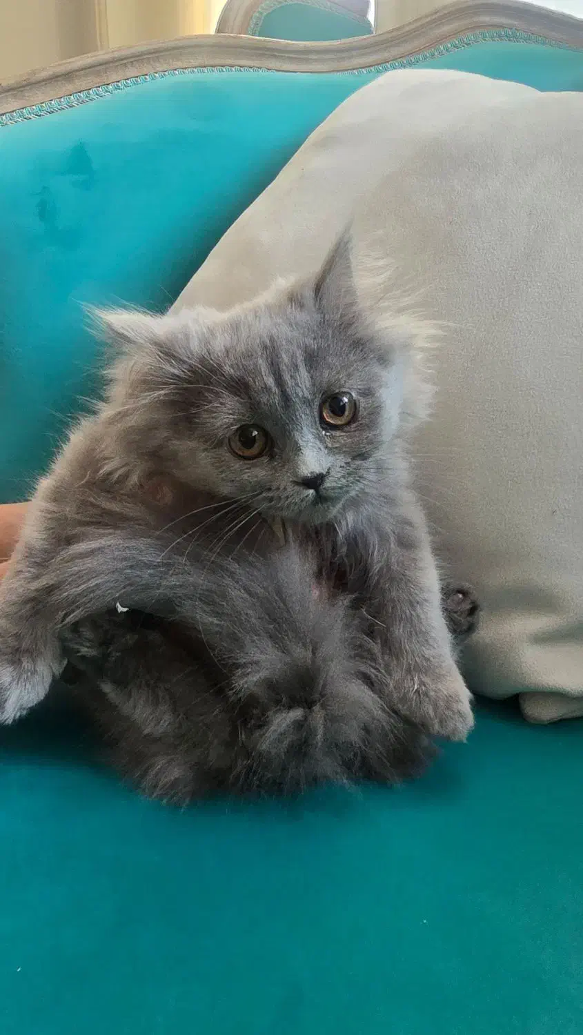 گربه اسکاتیش آنفولد|گربه|کرج, چهارصد دستگاه|دیوار