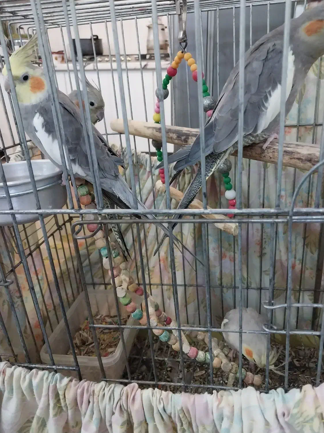 عروس هلندی|پرنده|قم, قلعه عموحسین|دیوار