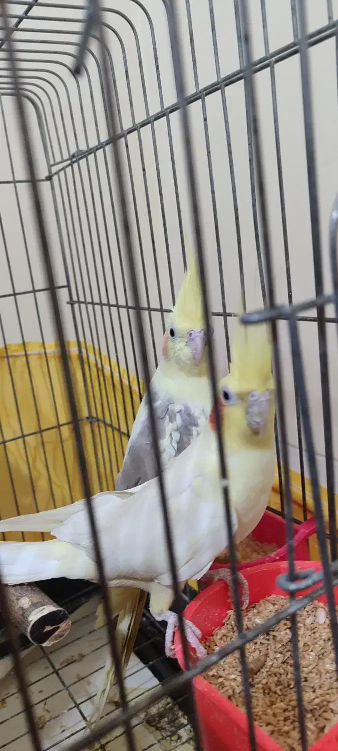 عروس هلندی مولد|پرنده|شاهرود, |دیوار