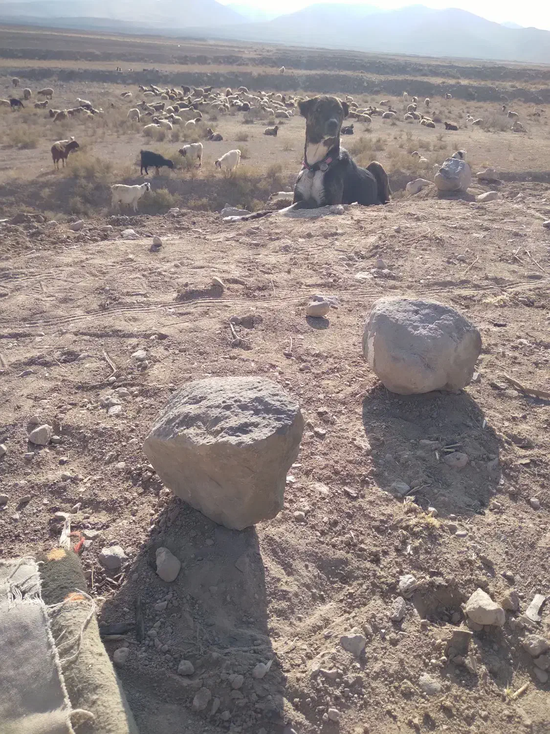 دل به شرط میدم گوسفندی|سگ|قوچان, |دیوار