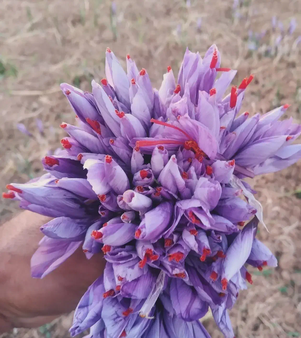 زعفران اعلا طبیعی خشک شده بدون آب زدن|خوردنی و آشامیدنی|سرایان, |دیوار