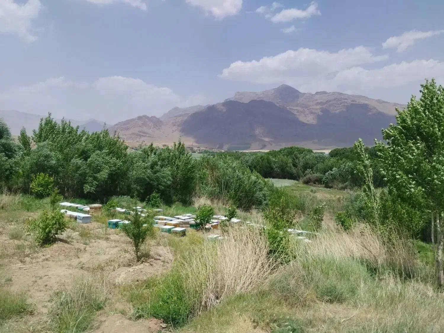 عسل طبیعی|خوردنی و آشامیدنی|قم, انصار‌الحسین|دیوار