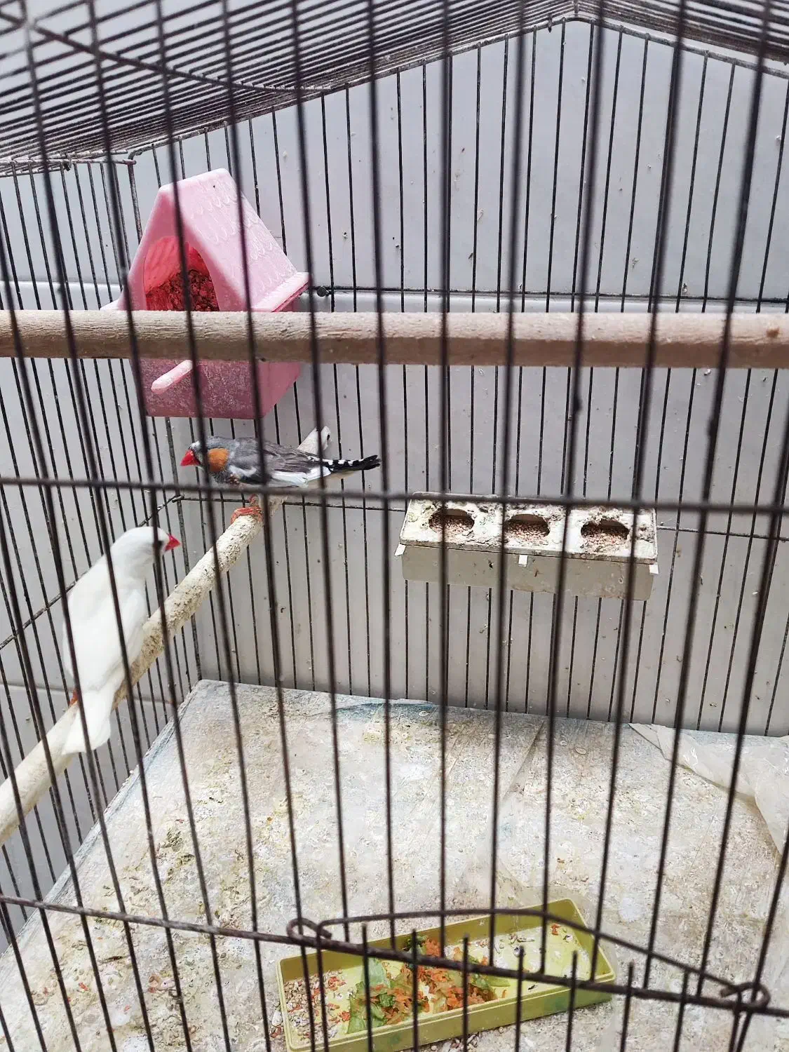 یک جفت فنچ|پرنده|خمینی‌شهر, |دیوار