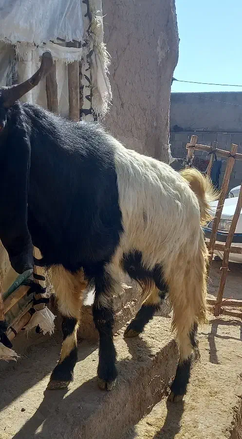 نربز پاکستانی اصل|حیوانات مزرعه|بروجرد, |دیوار