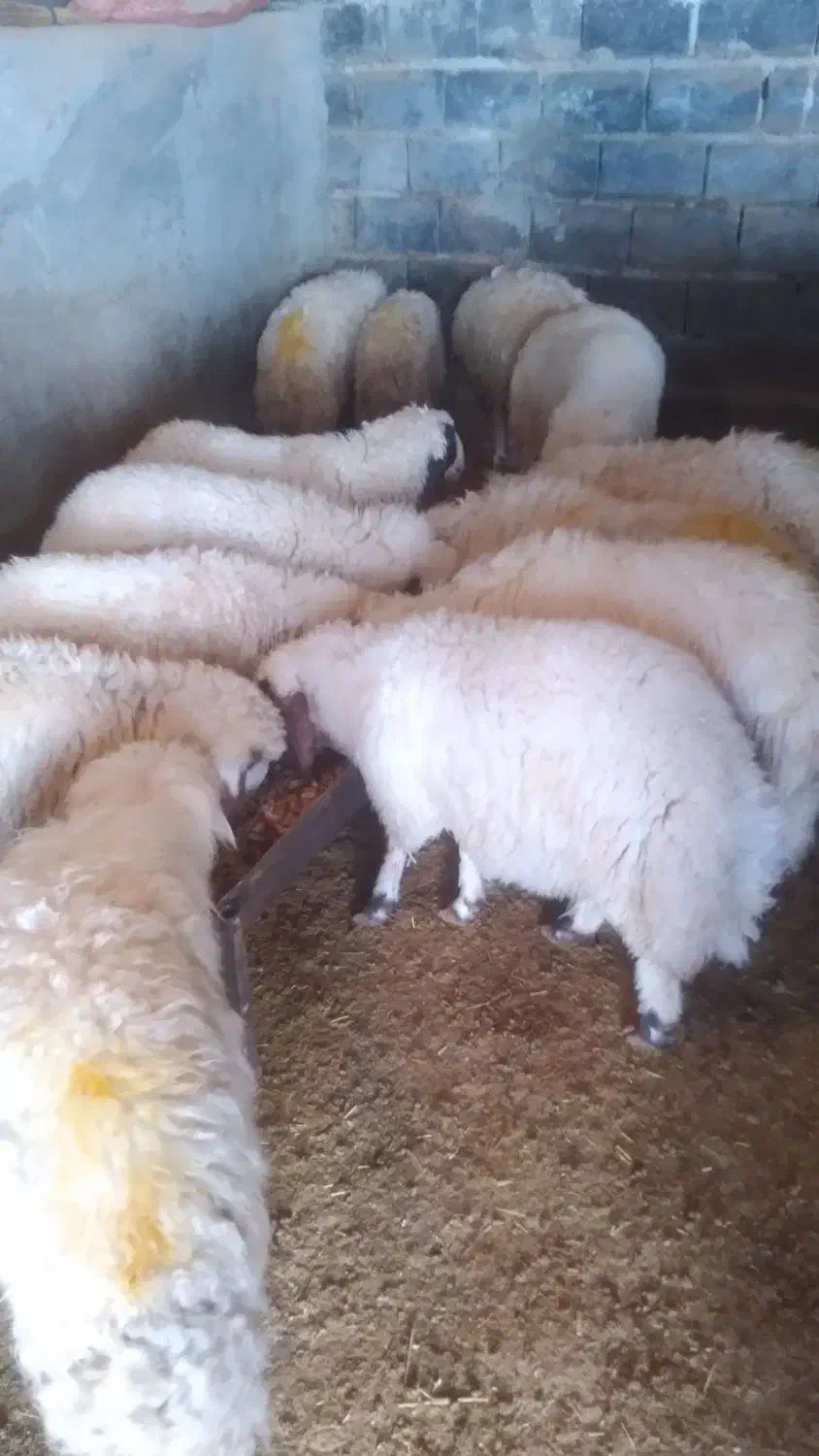 قیمت جفتی ۲۶ تومان|حیوانات مزرعه|اسلامآباد غرب, |دیوار