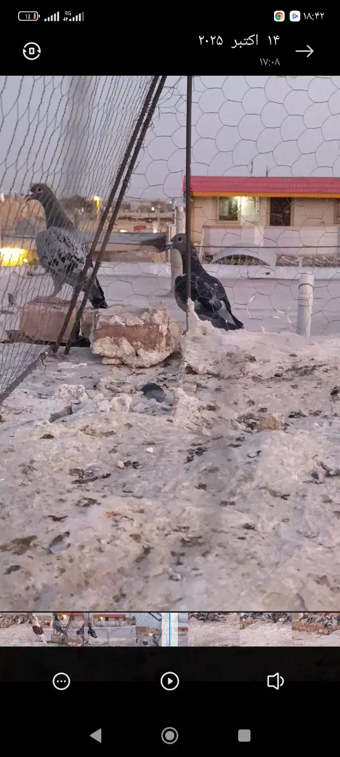 گمشده|حیوانات|زابل, |دیوار