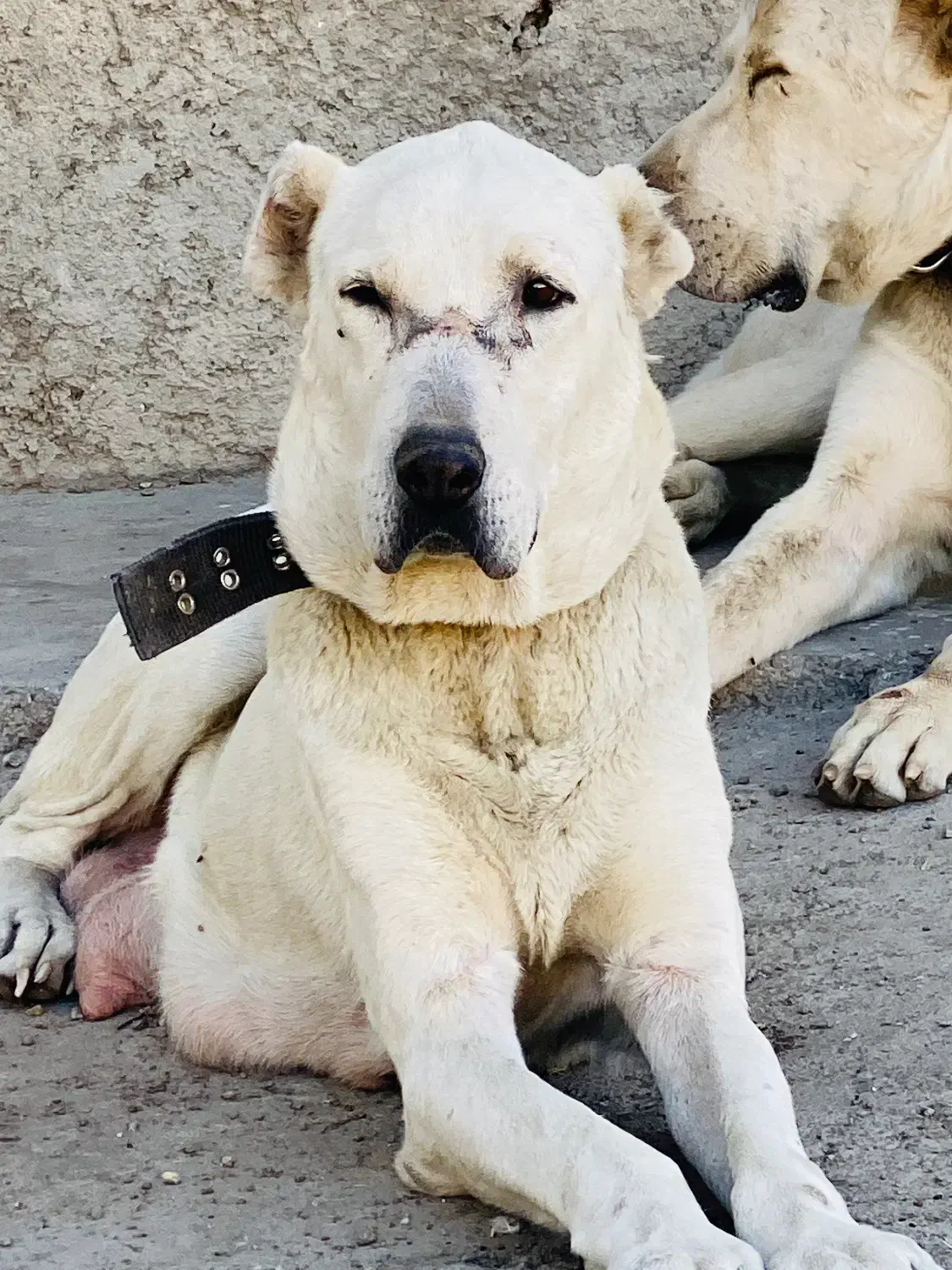 سگ ماده خراسانی|سگ|سمنان, |دیوار