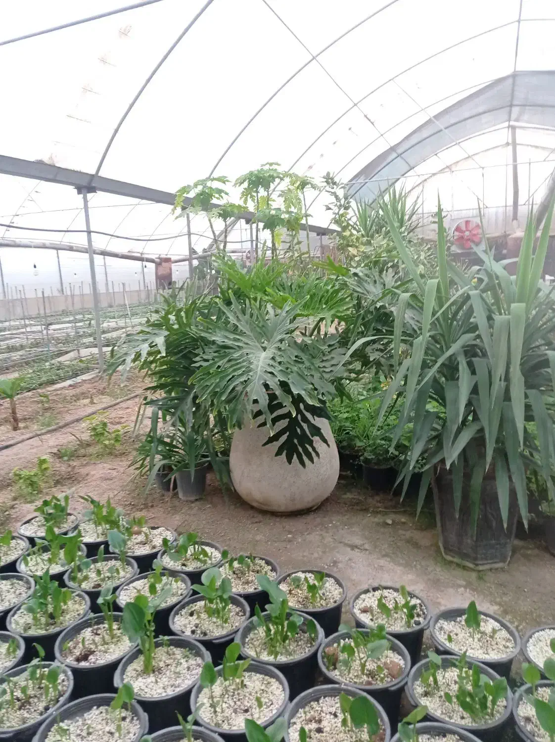 گل برگ انجیری بزرگ|گل و گیاه طبیعی|پاکدشت, پاکدشت (مامازند)|دیوار