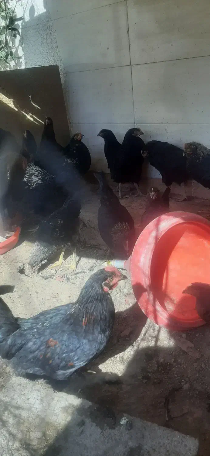 جوجه خروس|حیوانات مزرعه|ارسنجان, |دیوار