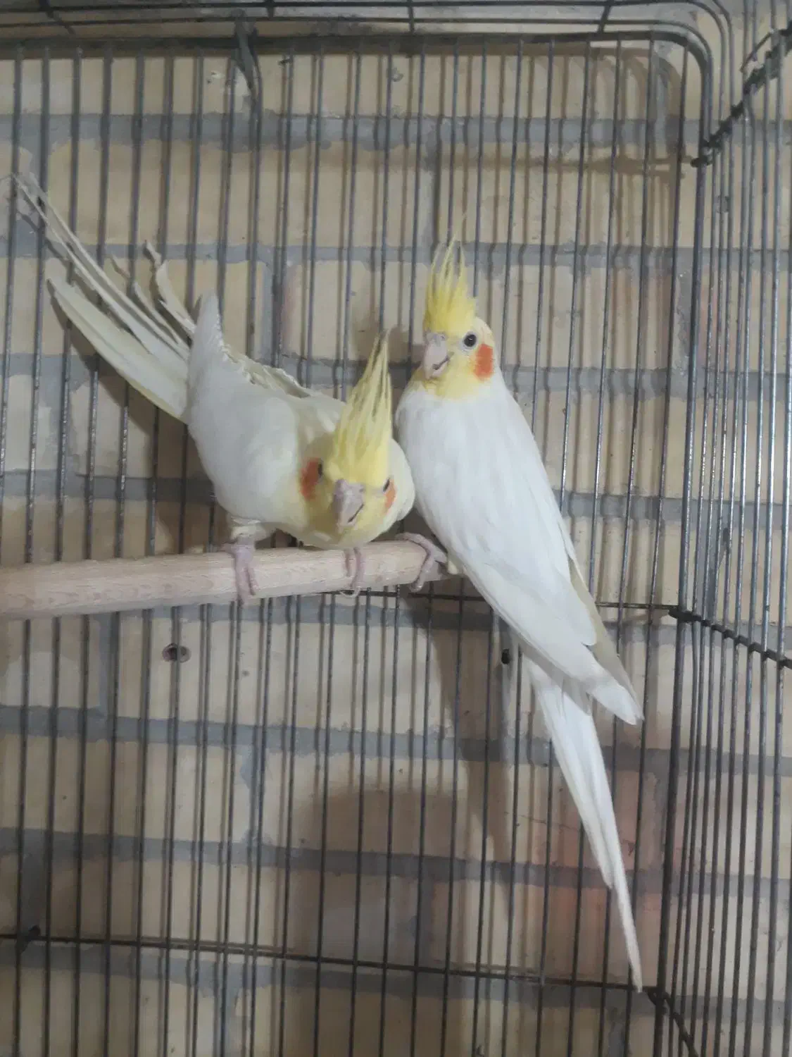 طوطی عروس هلندی جفت لوتینو با 2 تا جوجه قفس ولونه|پرنده|رفسنجان, |دیوار