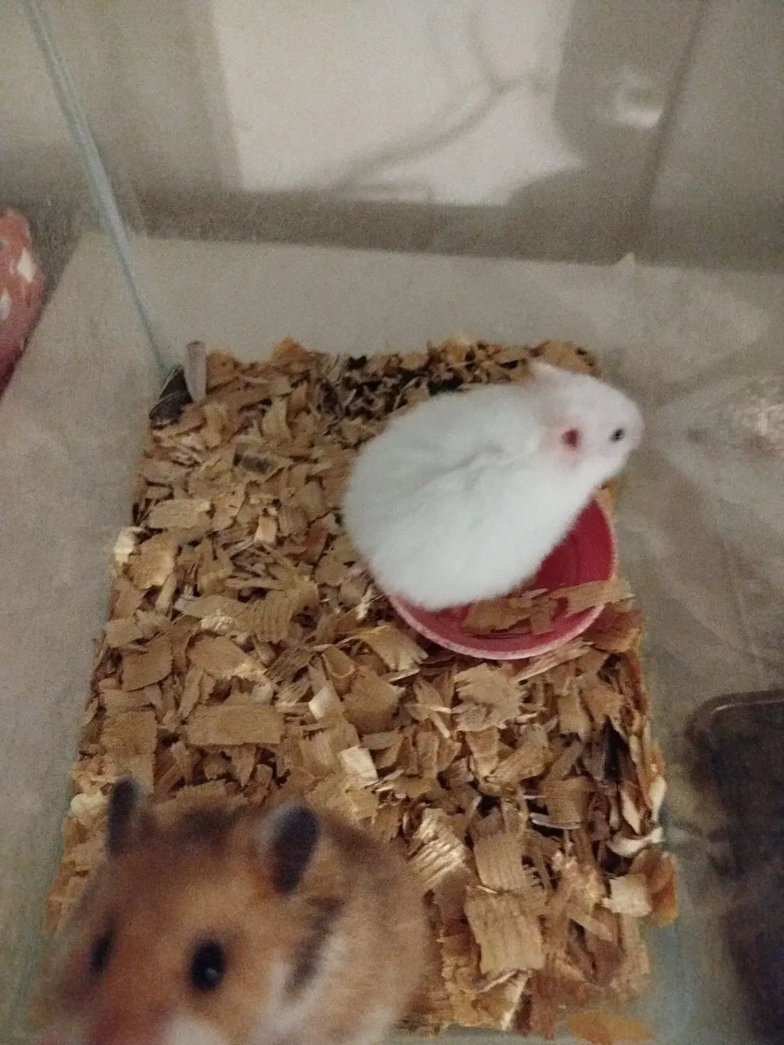 حیوون خونگی بی دردسر و بامزه|موش و خرگوش|لاهیجان, شقایق|دیوار