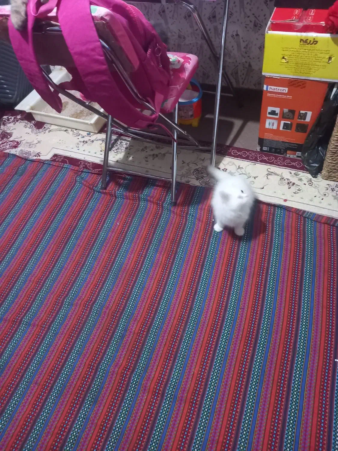 گربه پرشین ۶ماهه سفید حرف گوش کن|گربه|بجنورد, |دیوار