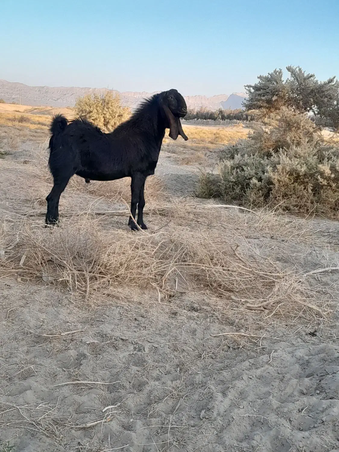 پاچن اصل نسل دار|حیوانات مزرعه|ریگ ملک, |دیوار