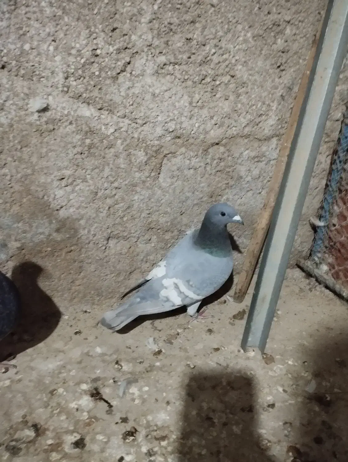 پلاکی رگ سفید|پرنده|برازجان, |دیوار