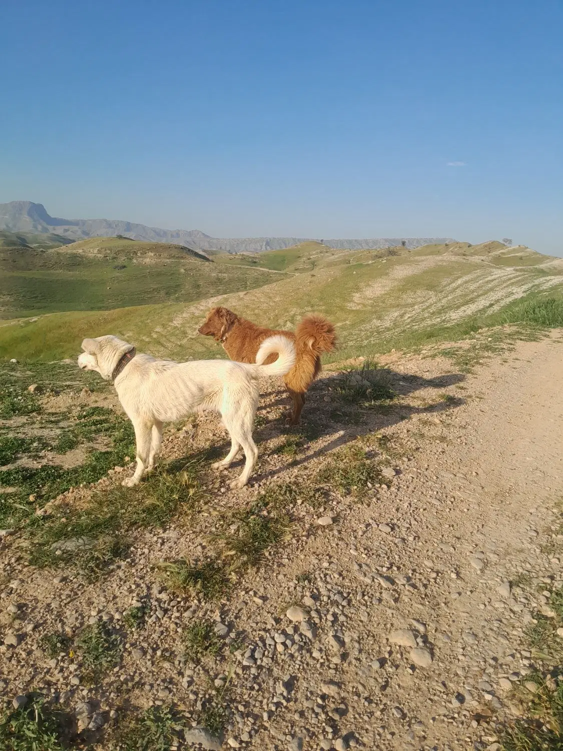 سگ گله ای|سگ|سمیرم, |دیوار