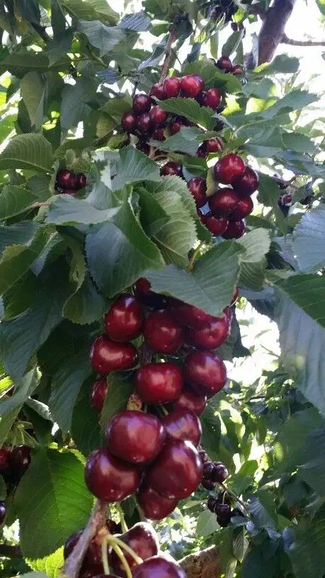 فروش ویژه نهال زودبازده و پربار|گل و گیاه طبیعی|بوکان, |دیوار