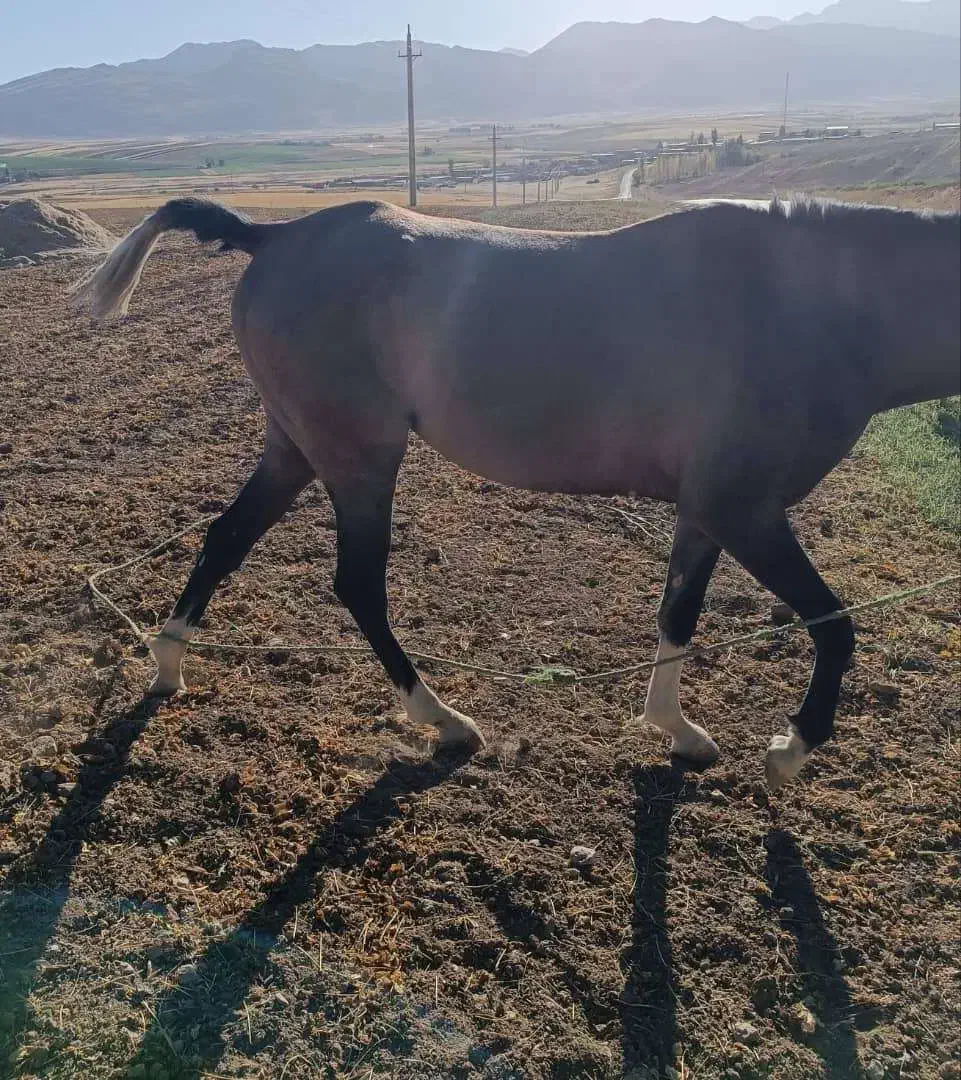 گم شده|اسب و تجهیزات اسب‌سواری|خرم‌آباد, |دیوار