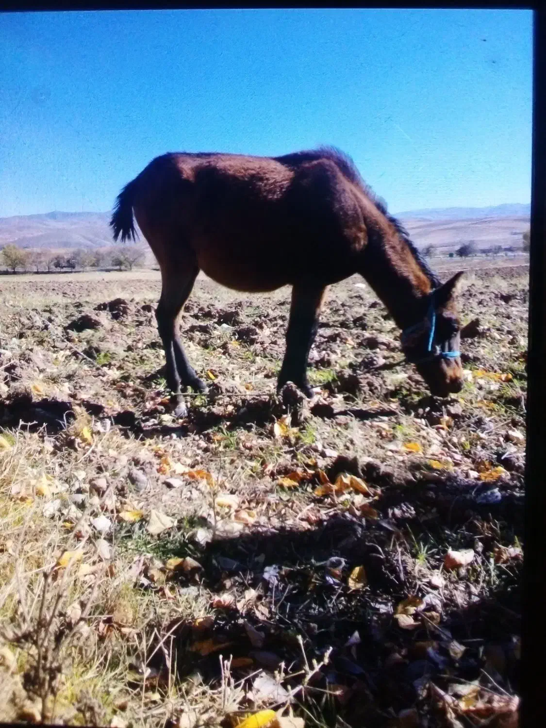 اسب|اسب و تجهیزات اسب‌سواری|اردبیل, |دیوار