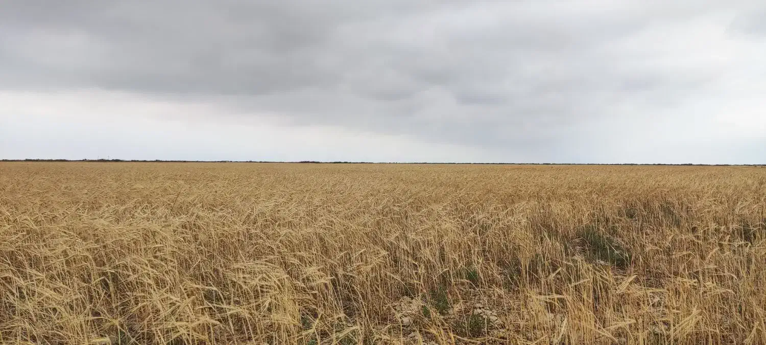 فروش پنج هکتار زمین کشاورزی مرغوب|فروش دفتر صنعتی، کشاورزی، تجاری|گمیشان, |دیوار