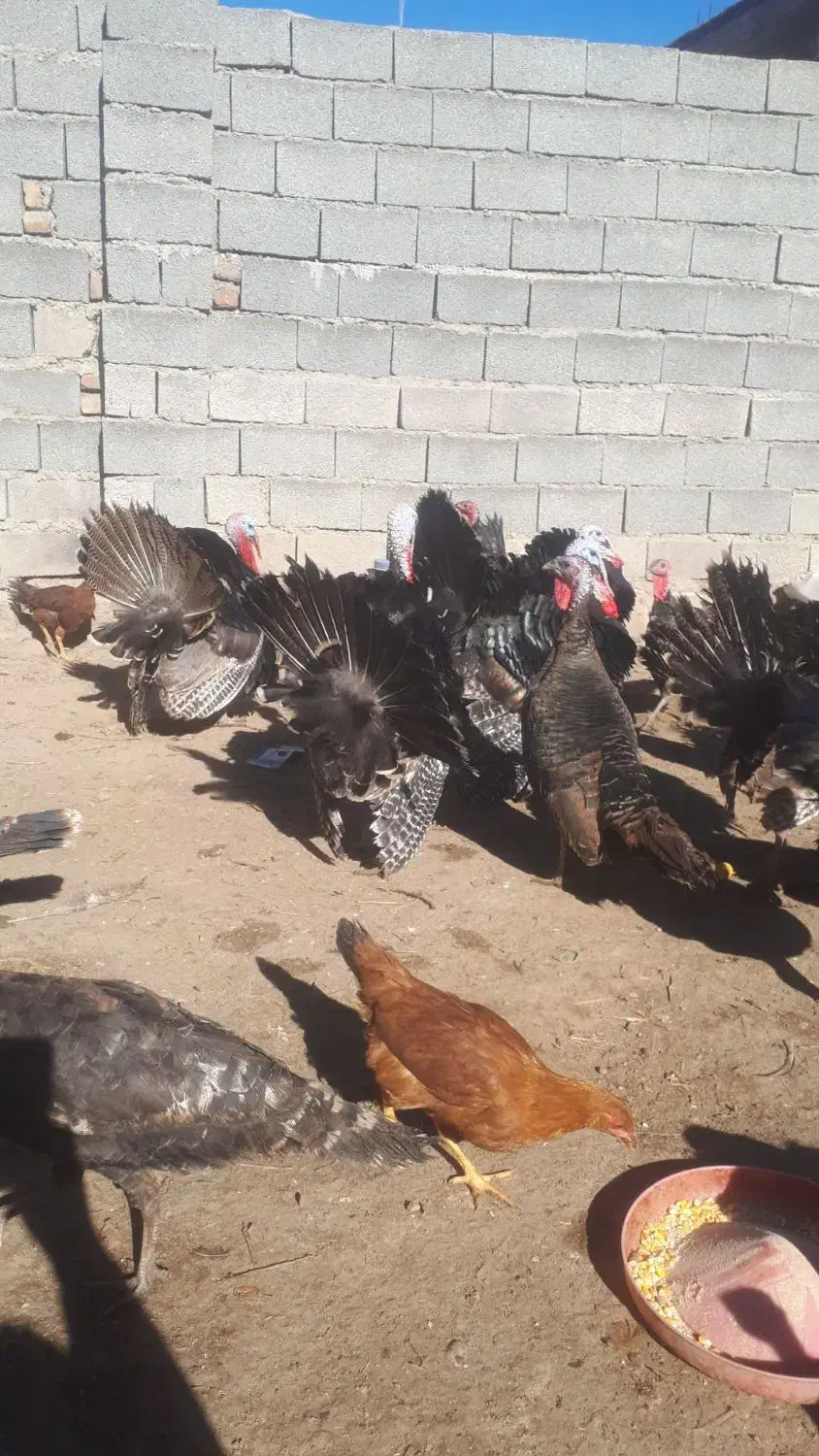 فروش بوقلمون نر ماده چاق|حیوانات مزرعه|کشاورز, |دیوار