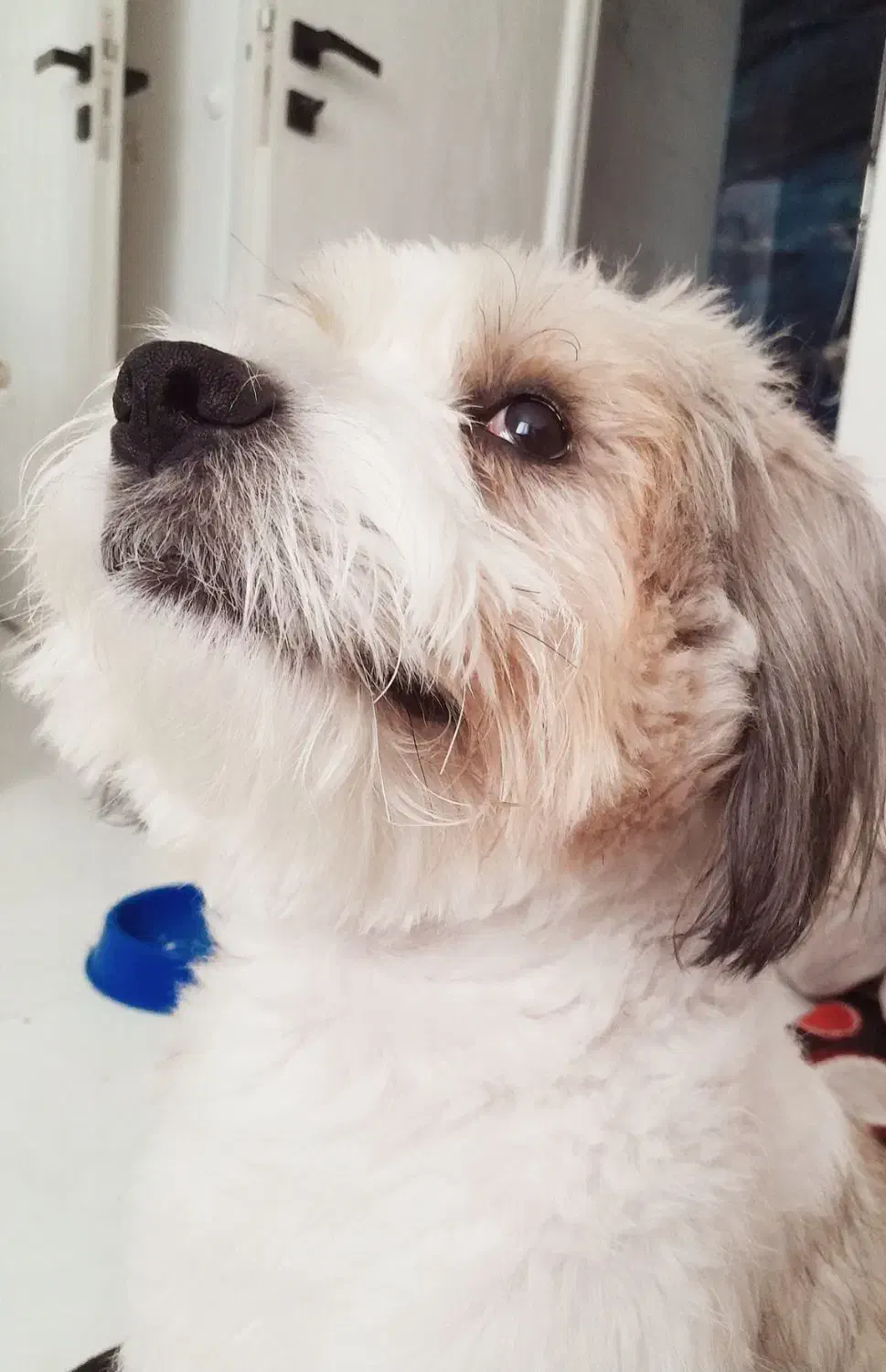 سگ تربیت شده نژاد فرانسوی رایگان|سگ|تهران, نیاوران|دیوار