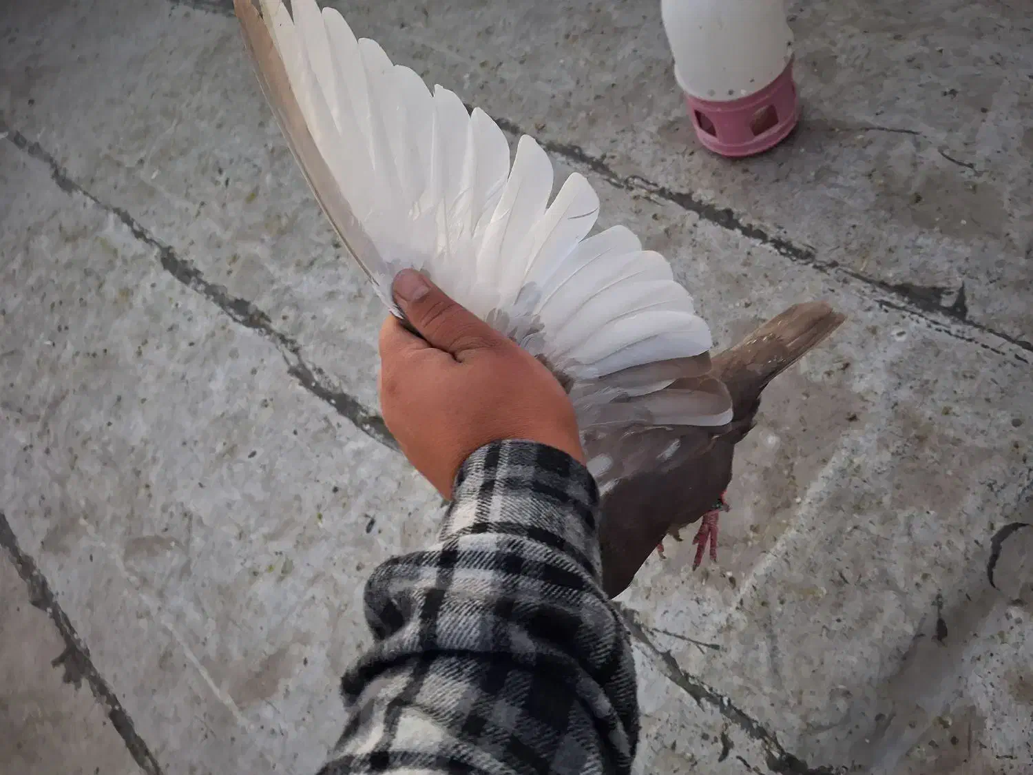 سینه قهوه ای|پرنده|شیراز, کوشک میدان|دیوار