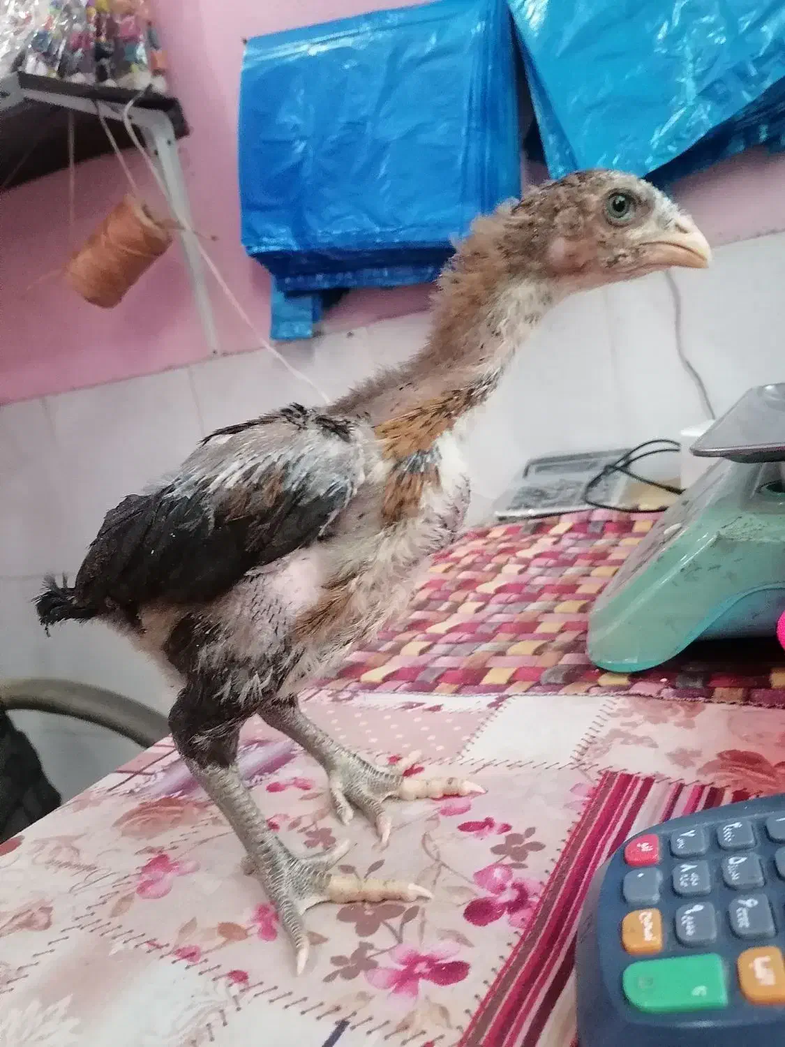 جوجه لاری 2 ماهه|حیوانات مزرعه|ساری, |دیوار