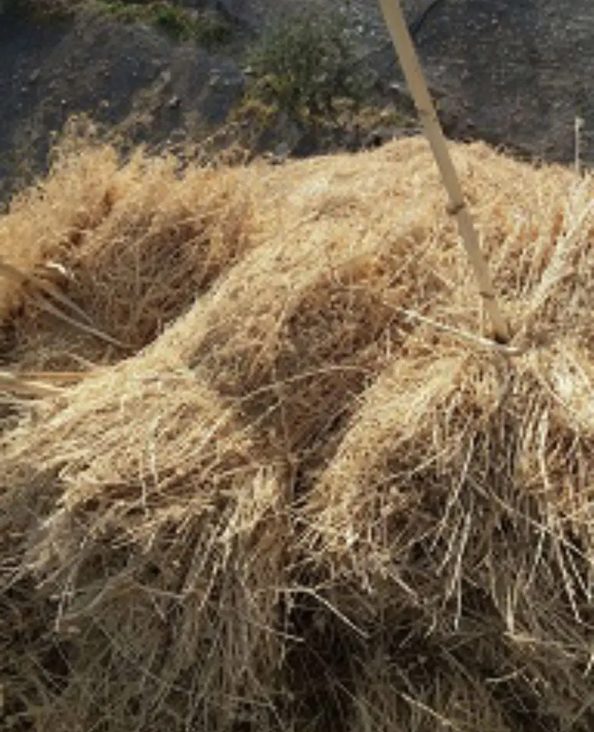 فروش یونجه|حیوانات مزرعه|ورزقان, |دیوار