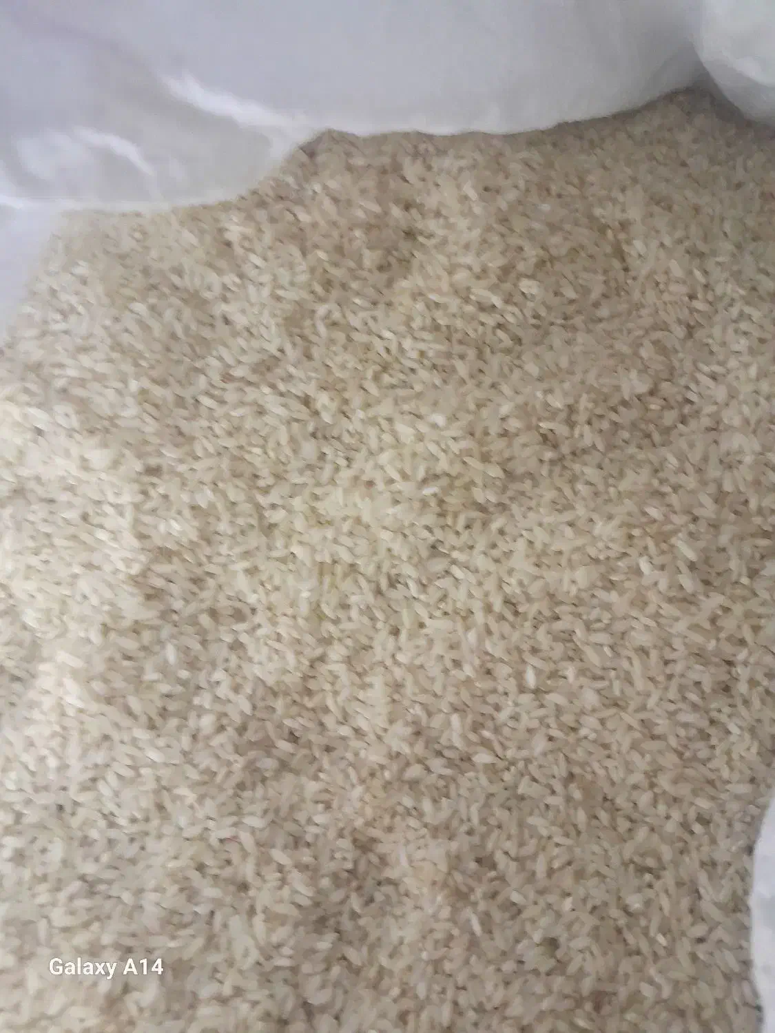 برنج چمپا|خوردنی و آشامیدنی|باغ ملک, |دیوار