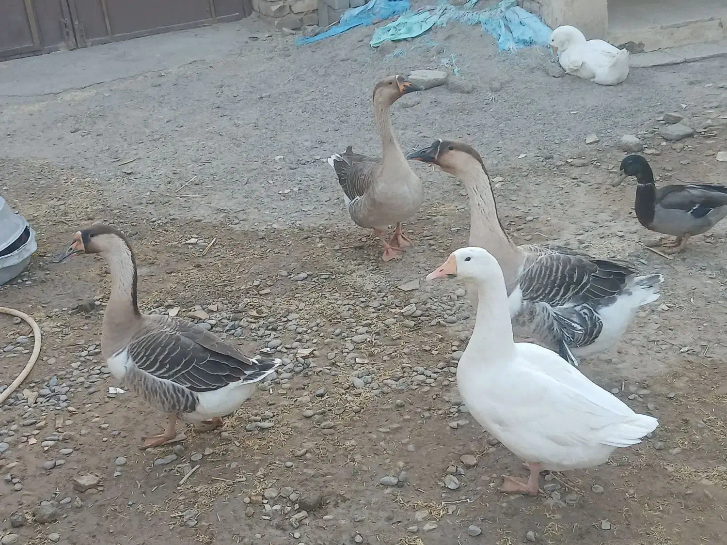 غوغاز تخم گذار|حیوانات مزرعه|زهک, |دیوار